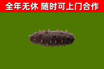 赤峰烟酒回收干海参.jpg